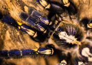 Humidity keeps spiders healthy at ZSL London Zoo.